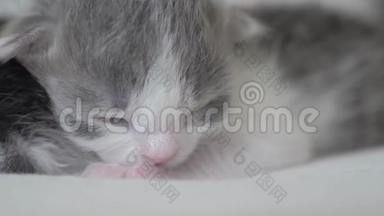 搞笑视频两只可爱的新生小猫在床上集体睡觉.. 生活方式宠物概念宠物概念。 小猫斑纹